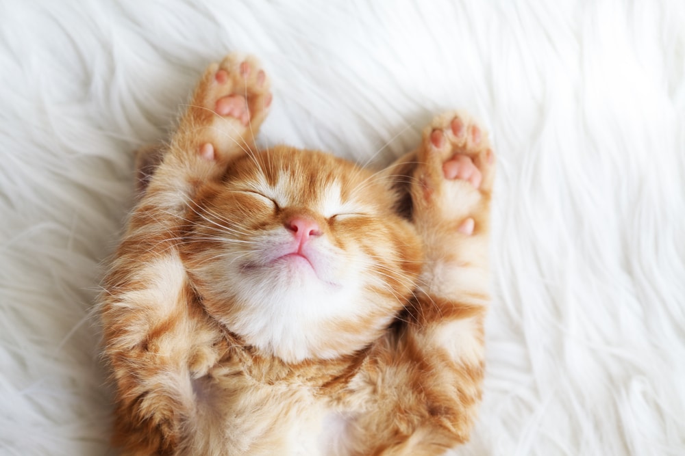 how to calm a cat Cute little red kitten sleeps on fur white blanket