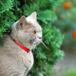 cat calming collars for cat with red collar