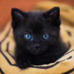 anxiety in kittens black kitten in a cat bet