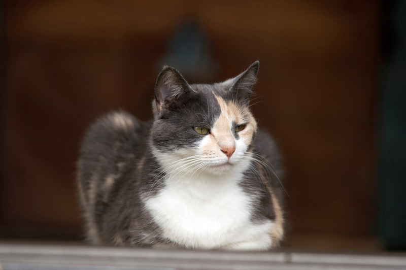 cat separation anxiety symptoms calico cat