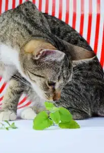 natural calming remedies for cats tall