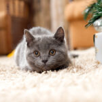 nervousness in cats nervous gray cat