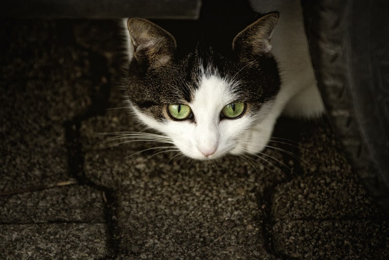 signs of anxiety in cats white and gray cat under a car