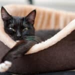 best cat bed black cat resting in the cat bed