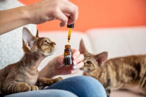 cbd oil for cats cat given cat cbd oil