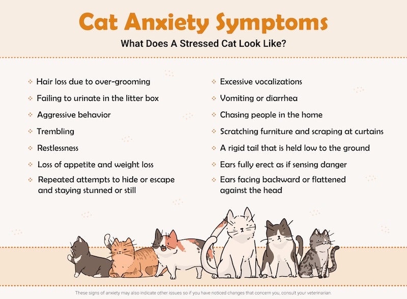 Cat Anxiety Symptoms Cool Cat Advice