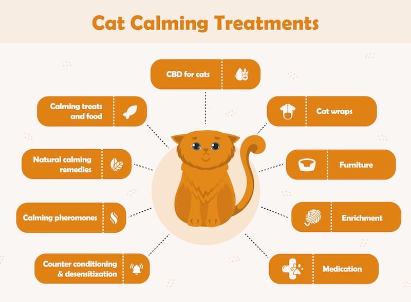 Cat Anxiety Treatments Cool Cat Advice