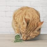 can cats overdose on catnip cute ginger cat sniffing on dried catnip