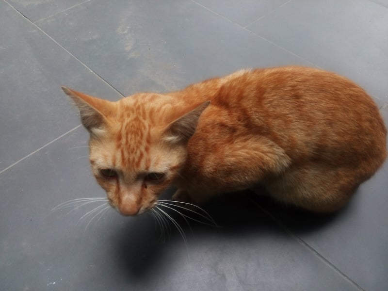 Arthritis in cats Orange cat is sick with Arthritis