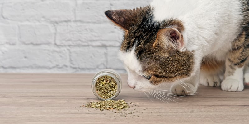 Benefits of Catnip for Cats cute cat sniffing dried catnip