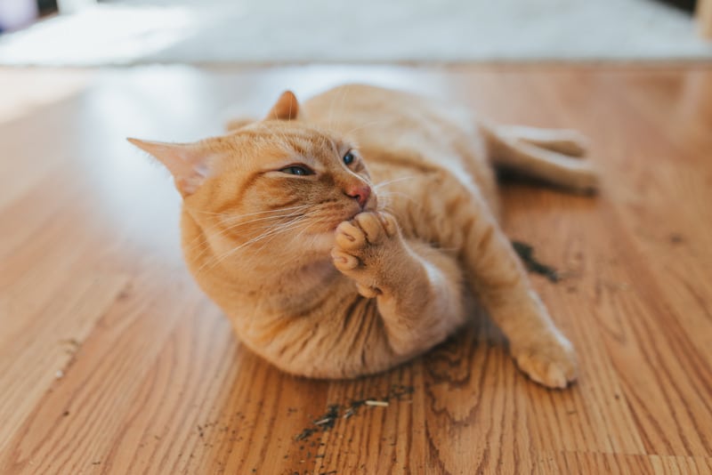 ginger cat enjoying catnip benefits