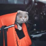 best cat carrier for scared cat inside a car