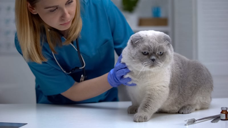 cat arthritis treatment exam by veterinarian