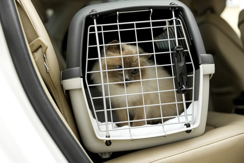 cat travel anxiety cute gray cat inside pet carrier in car