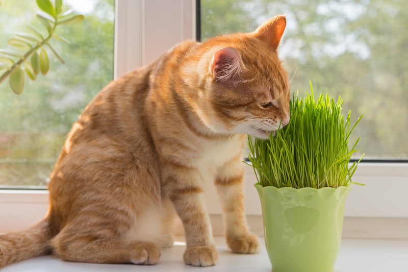 medication for cats with anxiety cat sniffing a vase of fresh catnip