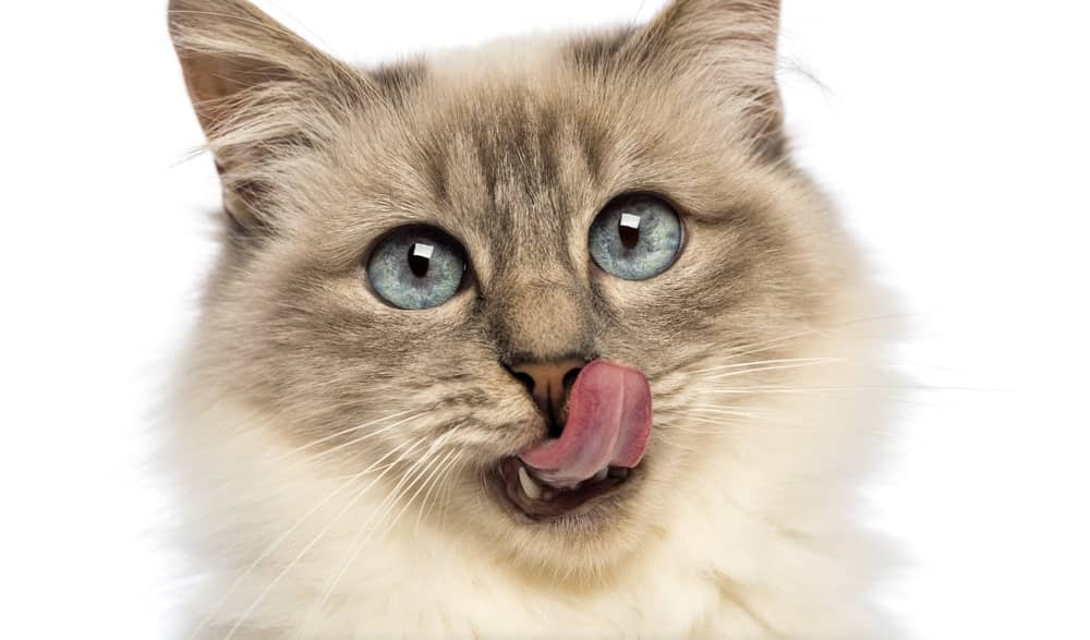 Best Calming Cat Treats cat licking tongue out
