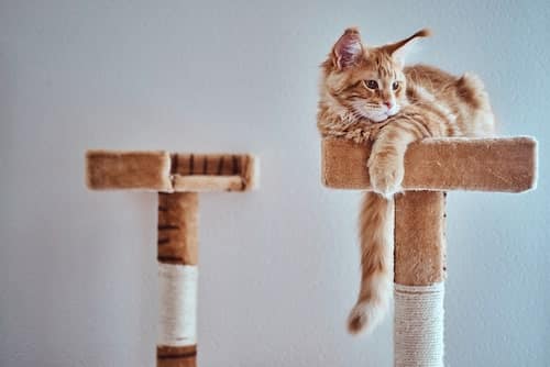 best cat trees for large cats cute maine coon on cat tree