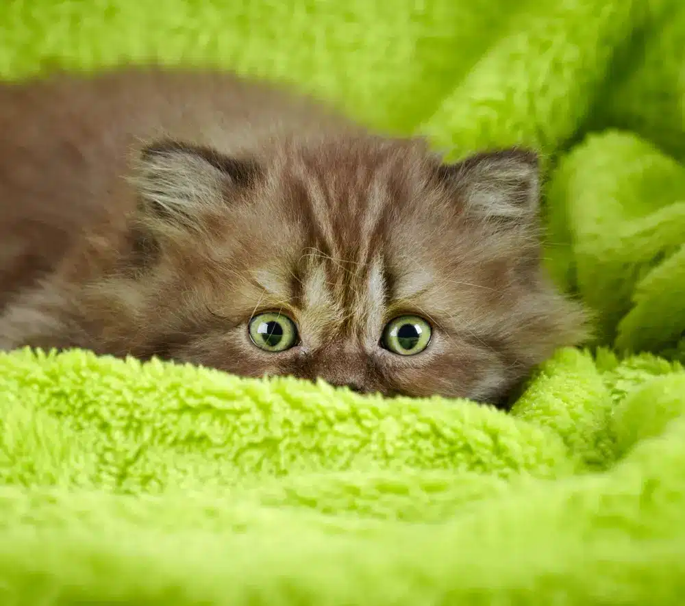 cat anxiety symptoms kitten on green blanket