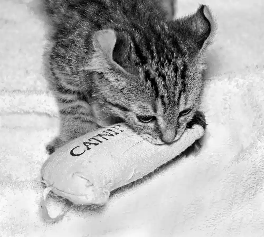 can kittens have catnip