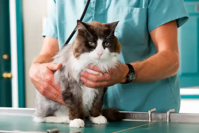 How Often Do You Take A Cat To The Vet
