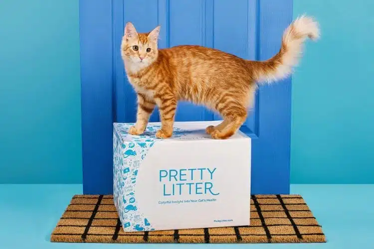 pretty litter pros and cons cat stand on pretty litter box