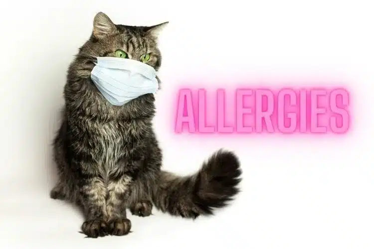 Allergies Cat waring mask