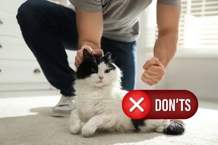 Avoid Physical Punishment Don't sign about cat punishment