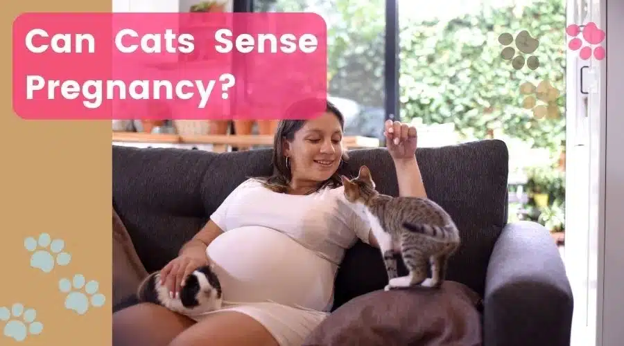 Can Cats Sense Pregnancy White Lady With Cat