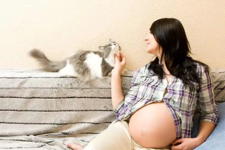 cats and pregnant women a pregnant women with cat