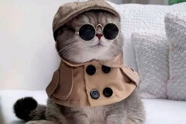 Manage the environment cat wearing black sunglass with stylish hat