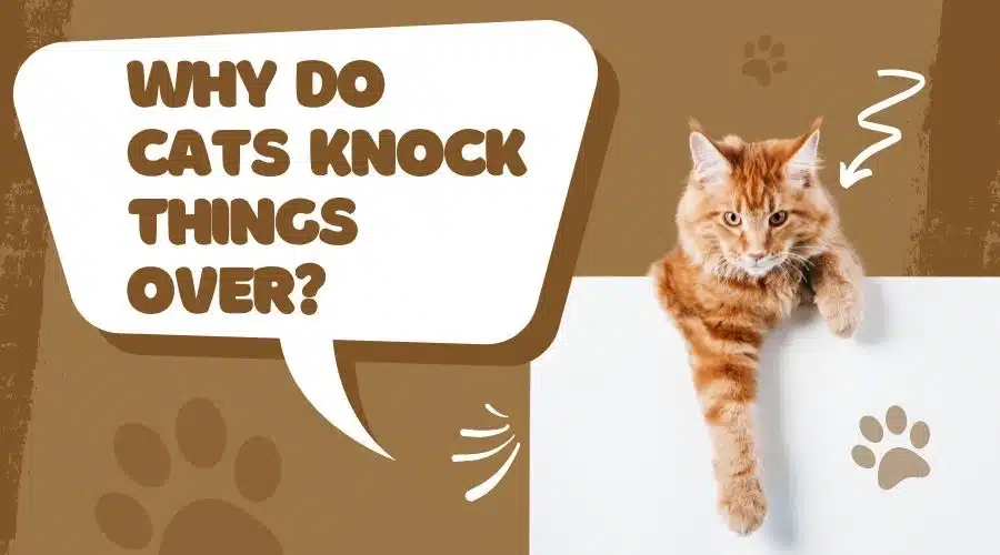 why do cats knock things over cat trying to knock down side