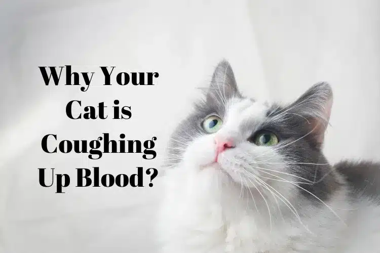 Why Your Cat is Coughing Up Blood Cat looking forward
