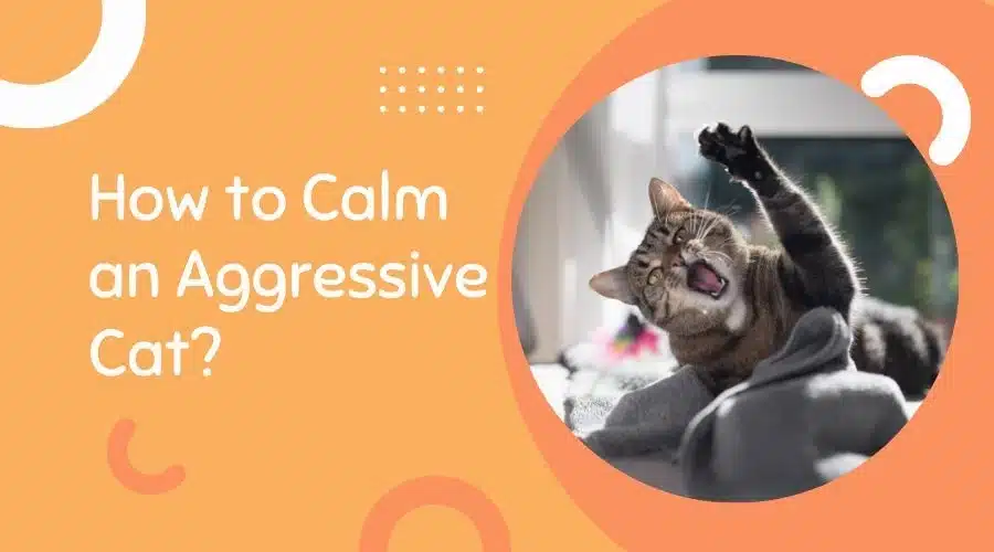 how to calm an aggressive cat aggressive black cat