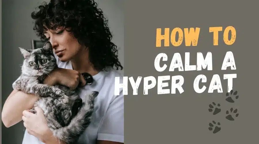 how to calm down a hyper cat women trying to calm down cat