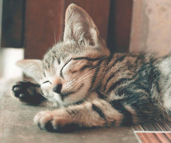 calming supplements for cats relaxed kitten